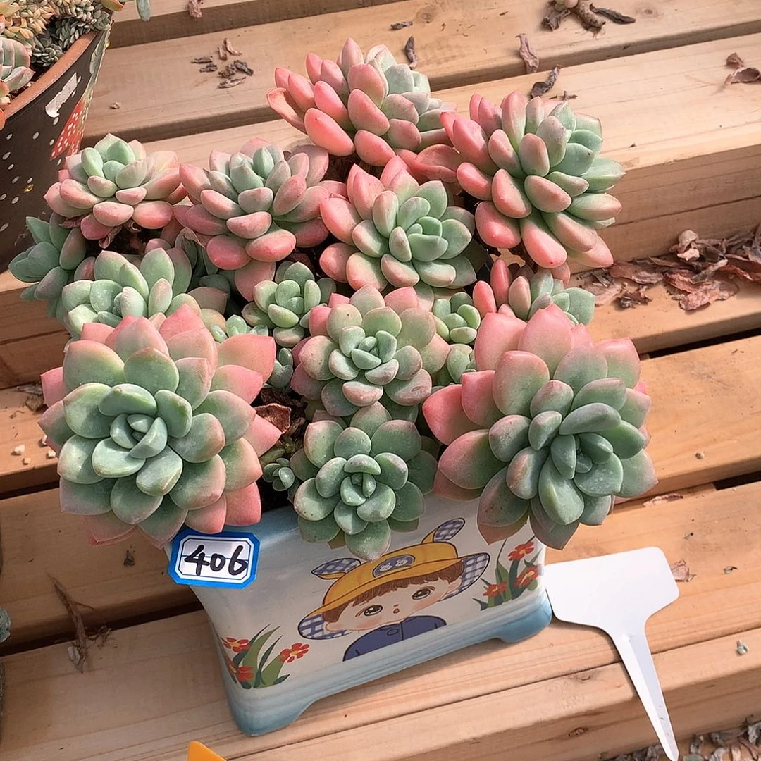 406 一物一拍多肉