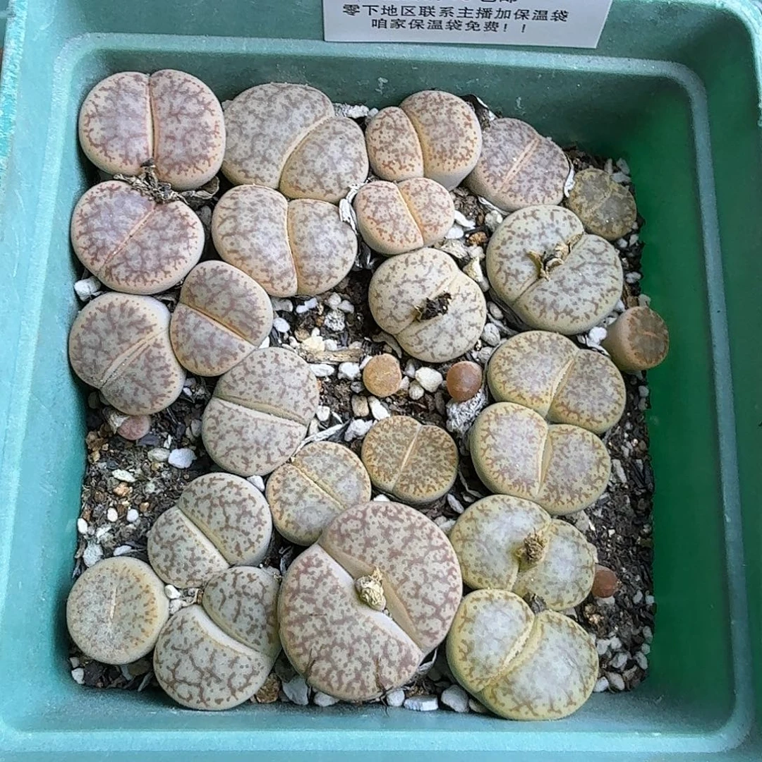 1422 开播福利哈哈哈哈哈哈哈哈