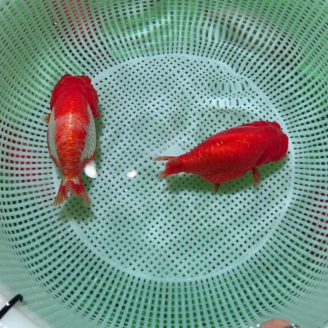 狮头鱼木木与兰寿金鱼