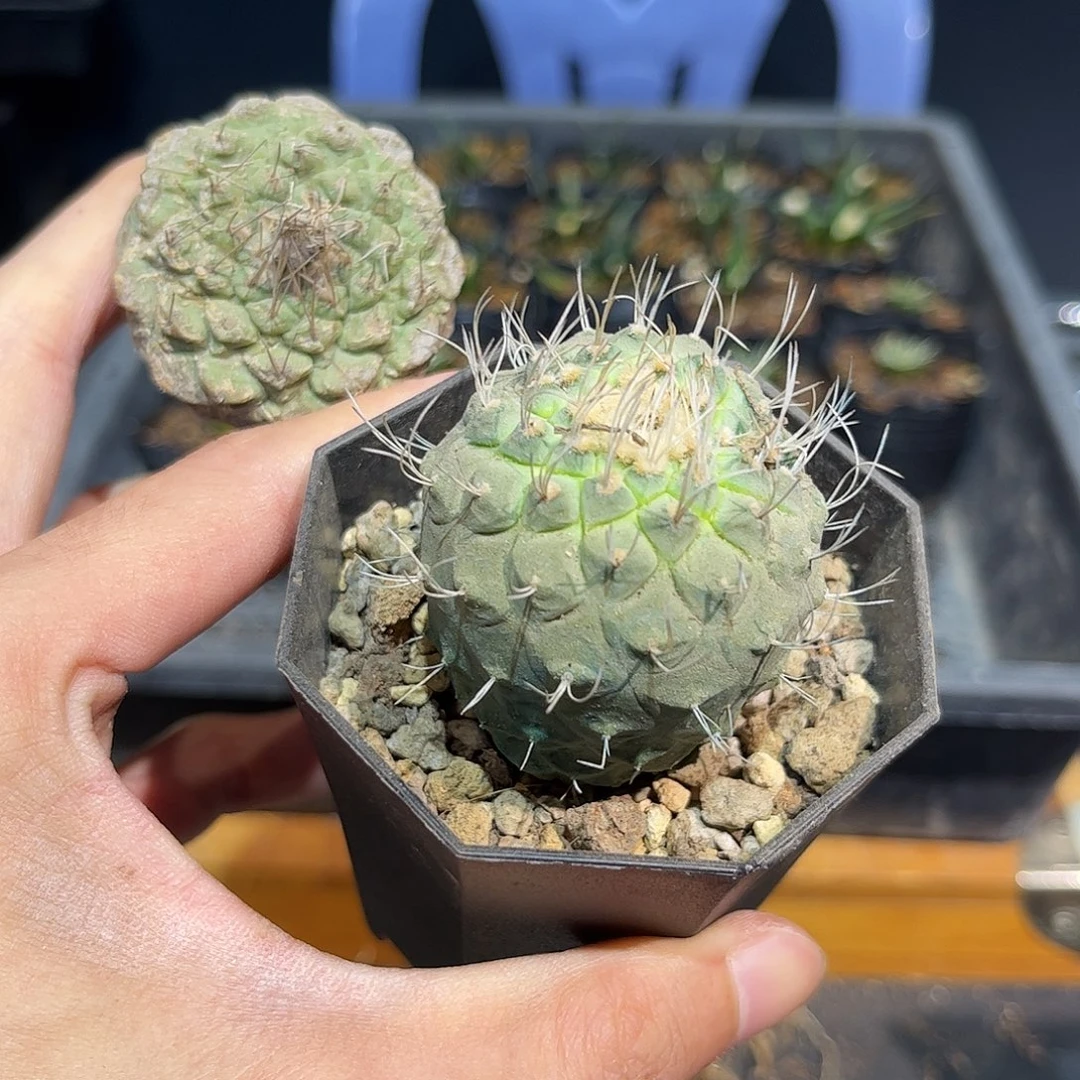 福利老菊水3颗福利