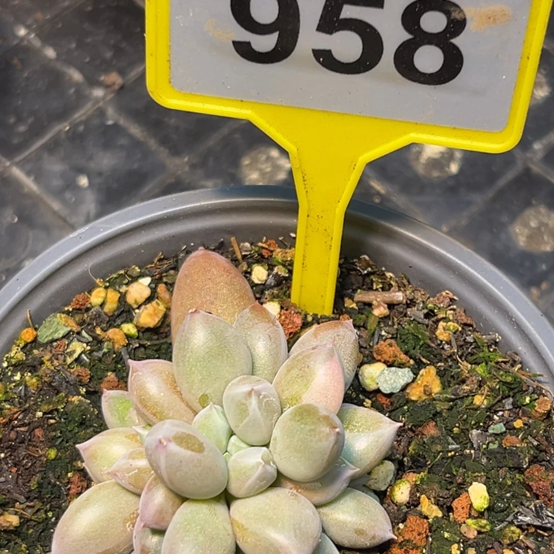 多肉植物海豚体哥特群958