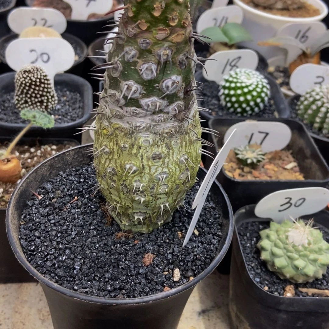 瓶干麒麟一物一拍