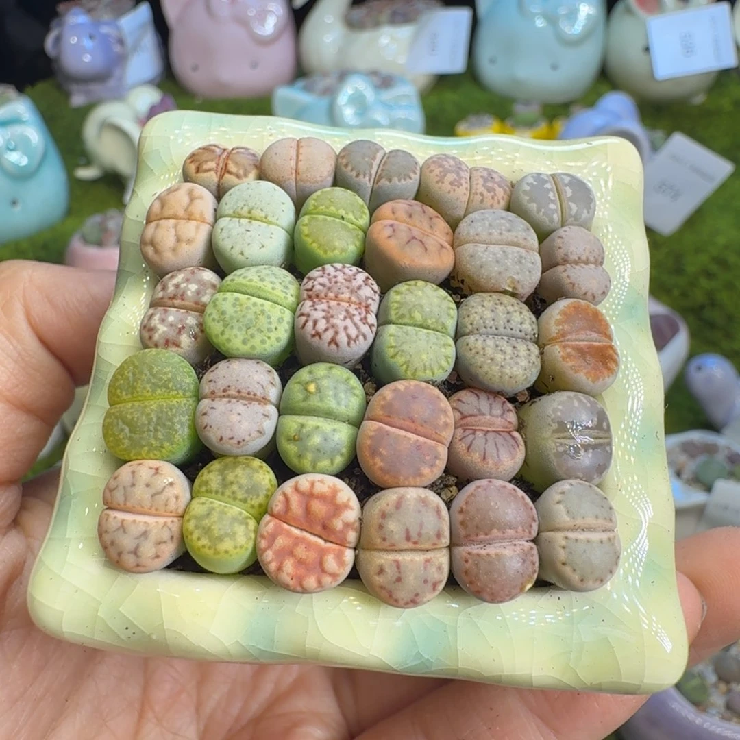 多肉植物福利冲575