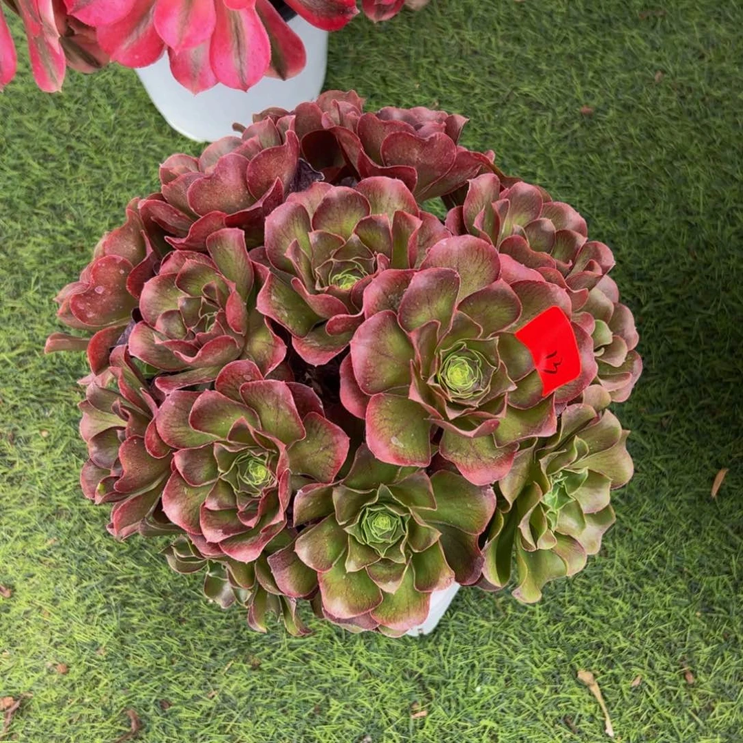 莘****店13多肉植物发货魅金