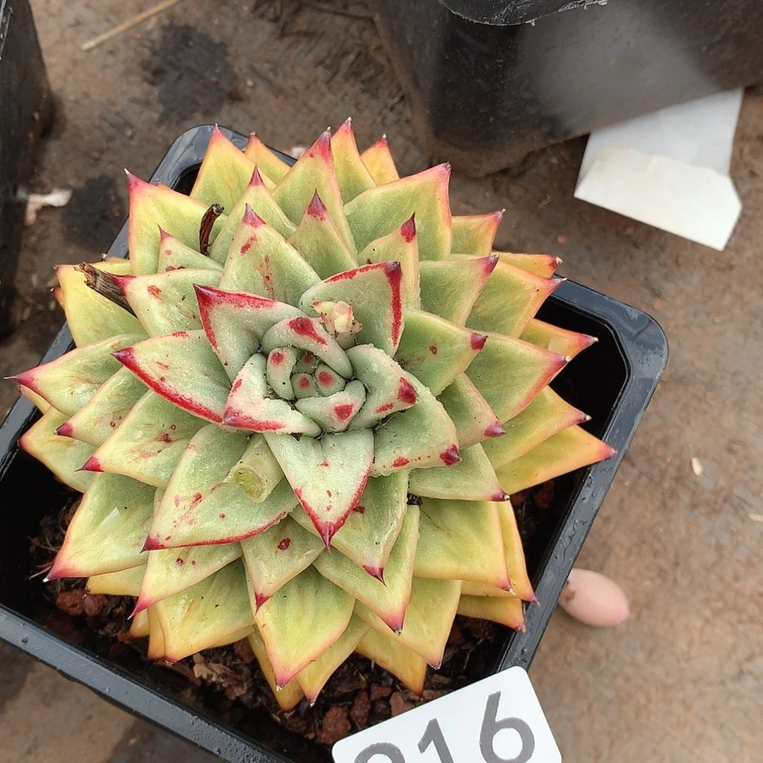 916 一物一拍多肉