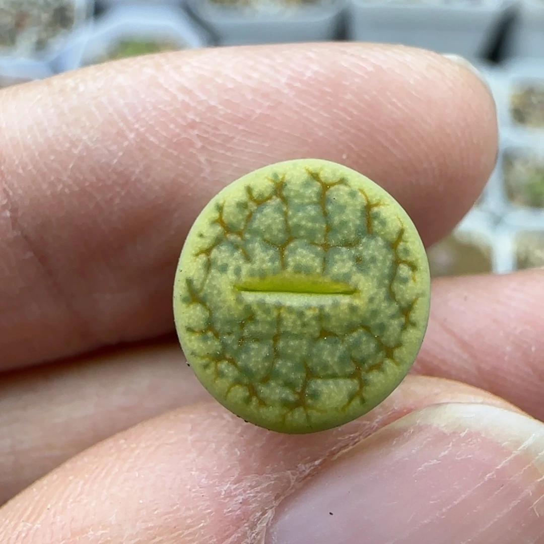 567绿荒清框福利30包邮