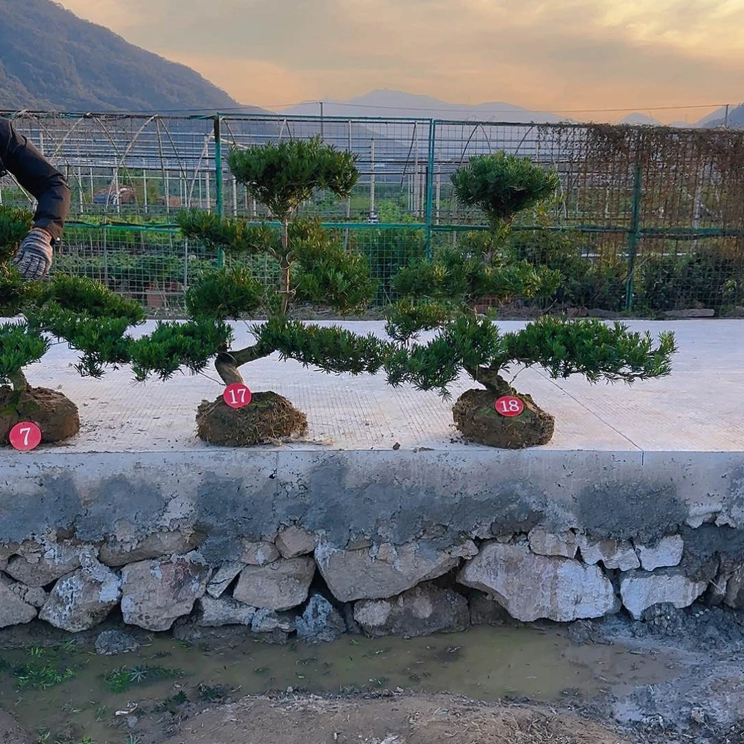 雨***材无花朵罗汉松盆景艺术