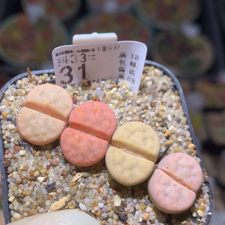 精品生石花33.31