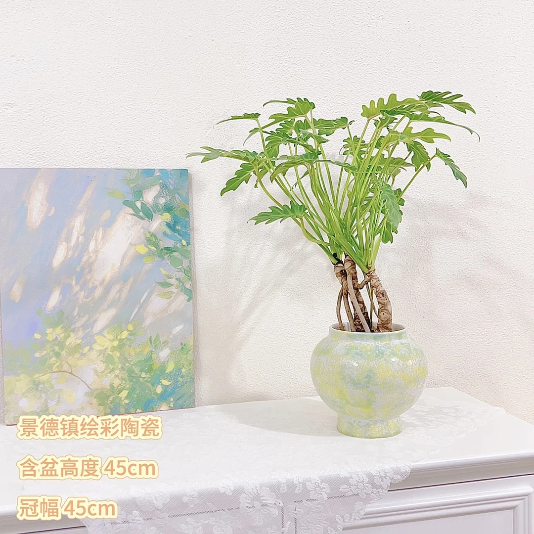 龙鳞小天使室内春雨桌面台易活观叶绿植盆栽提根室内吸甲醛盆栽