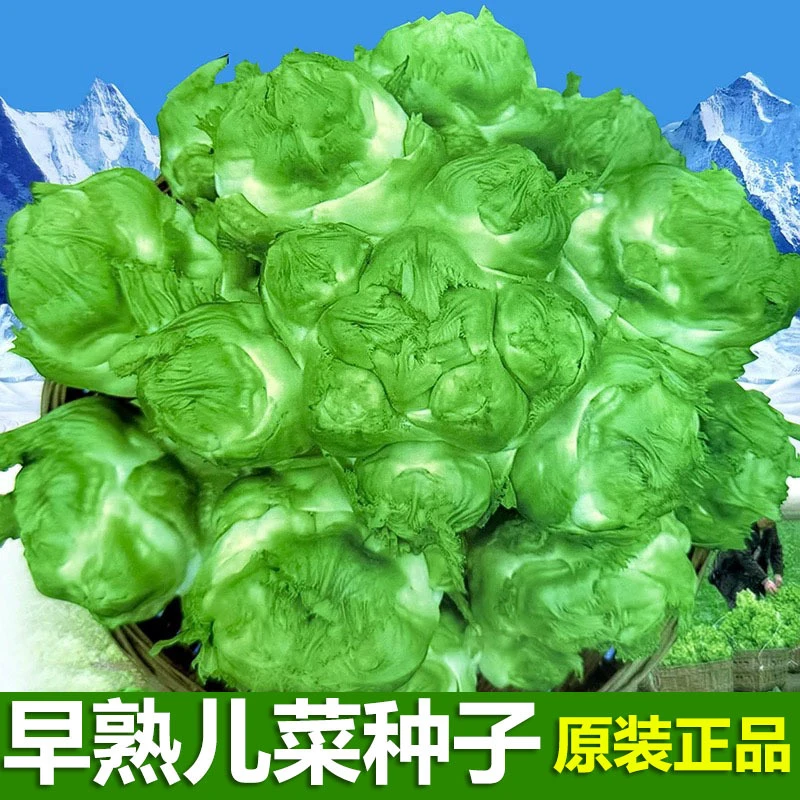 早熟儿菜种子重庆四川秋季耐寒高产抗病抱子芥菜娃娃菜儿菜种籽子