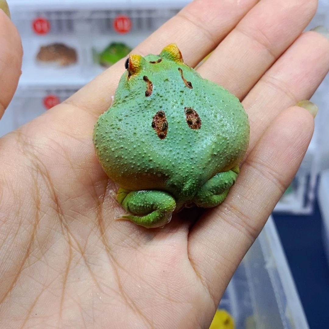 不***良角蛙南美角蛙 宇治角蛙