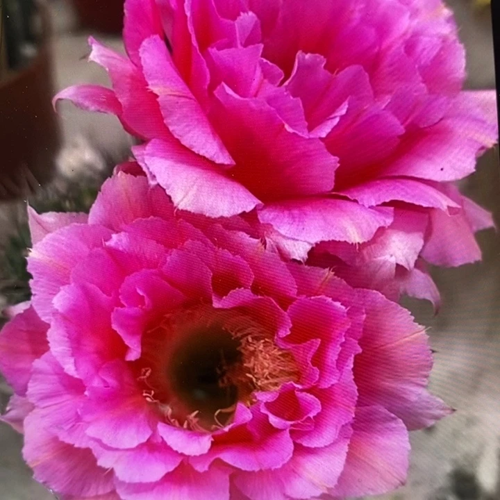 彩草85号7公分左右