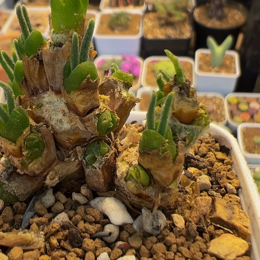 *****21多肉植物百科植物