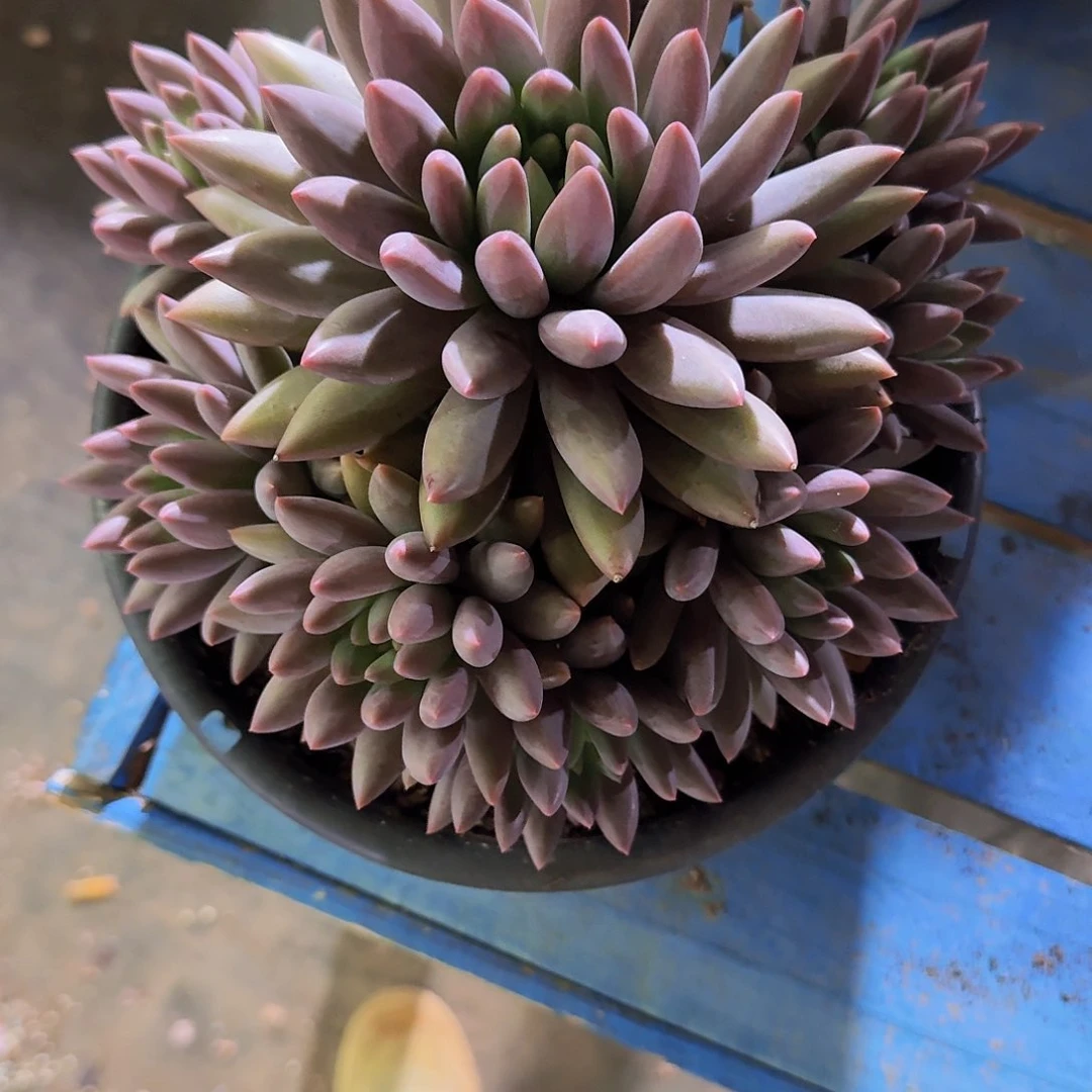 子**妈在我们哦哟哟哦哭咯