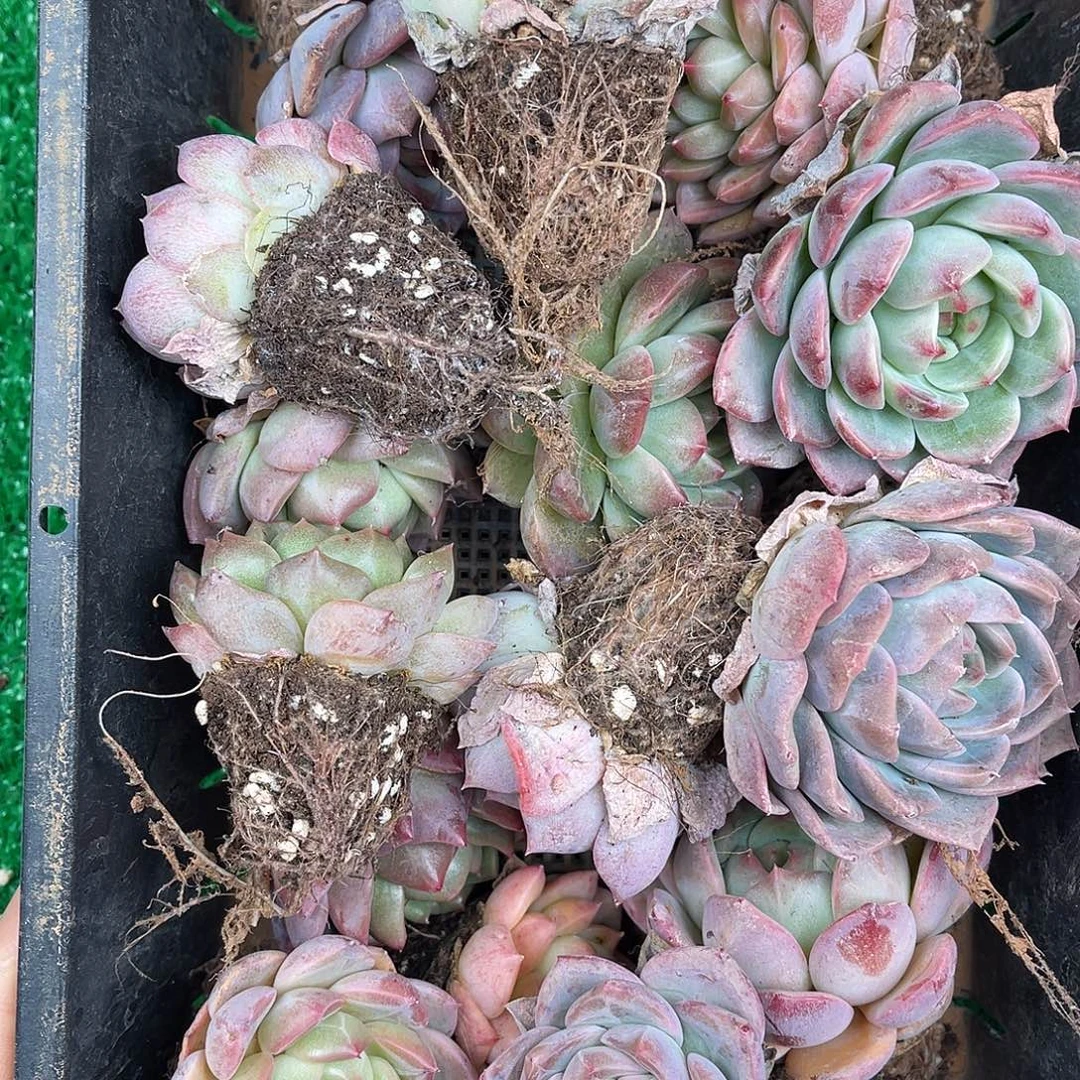 多肉一物一拍10-73