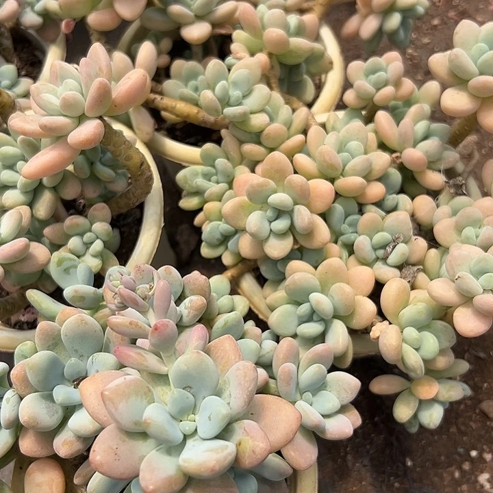 无花朵洛神老桩4盆。