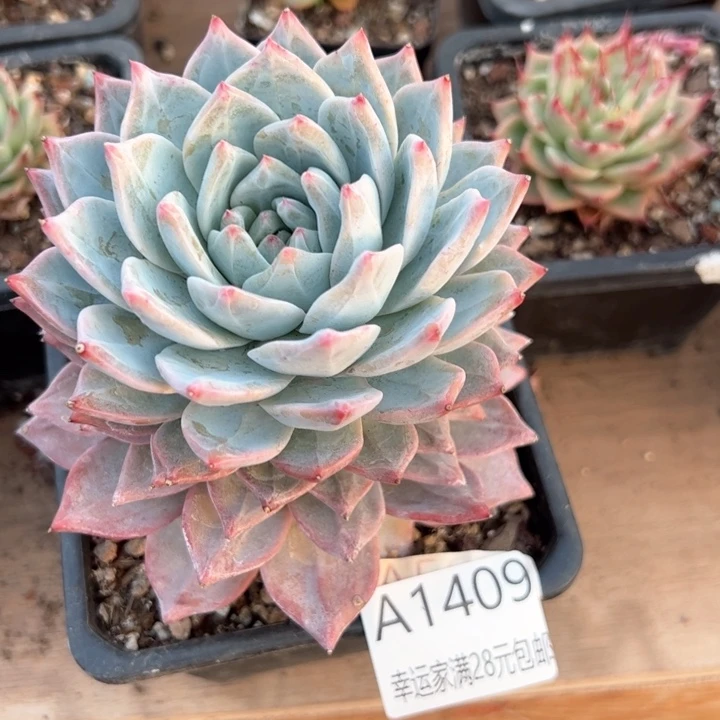 幸运的是我的朋友们