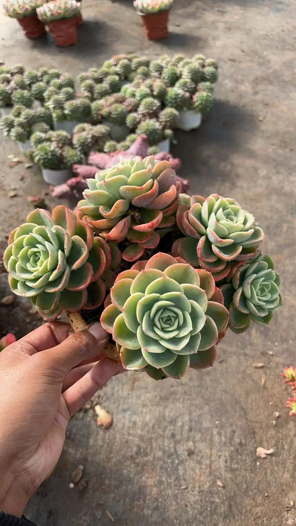 哈密瓜 多肉植物绿植  鲜花盆栽基地 源头栽种易活