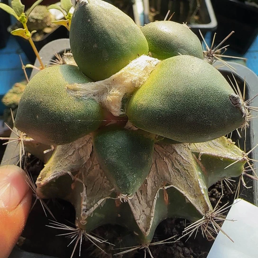 蛋尤达摩青瓷452