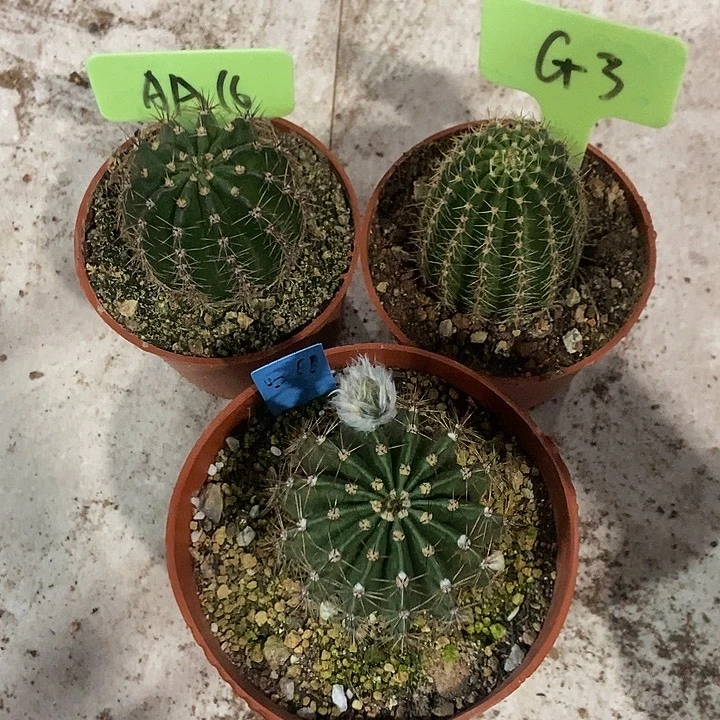 实生彩草花色一物一拍