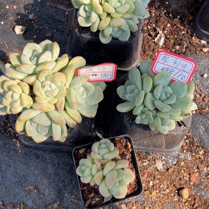 ༩****※冰玉多肉10方盆