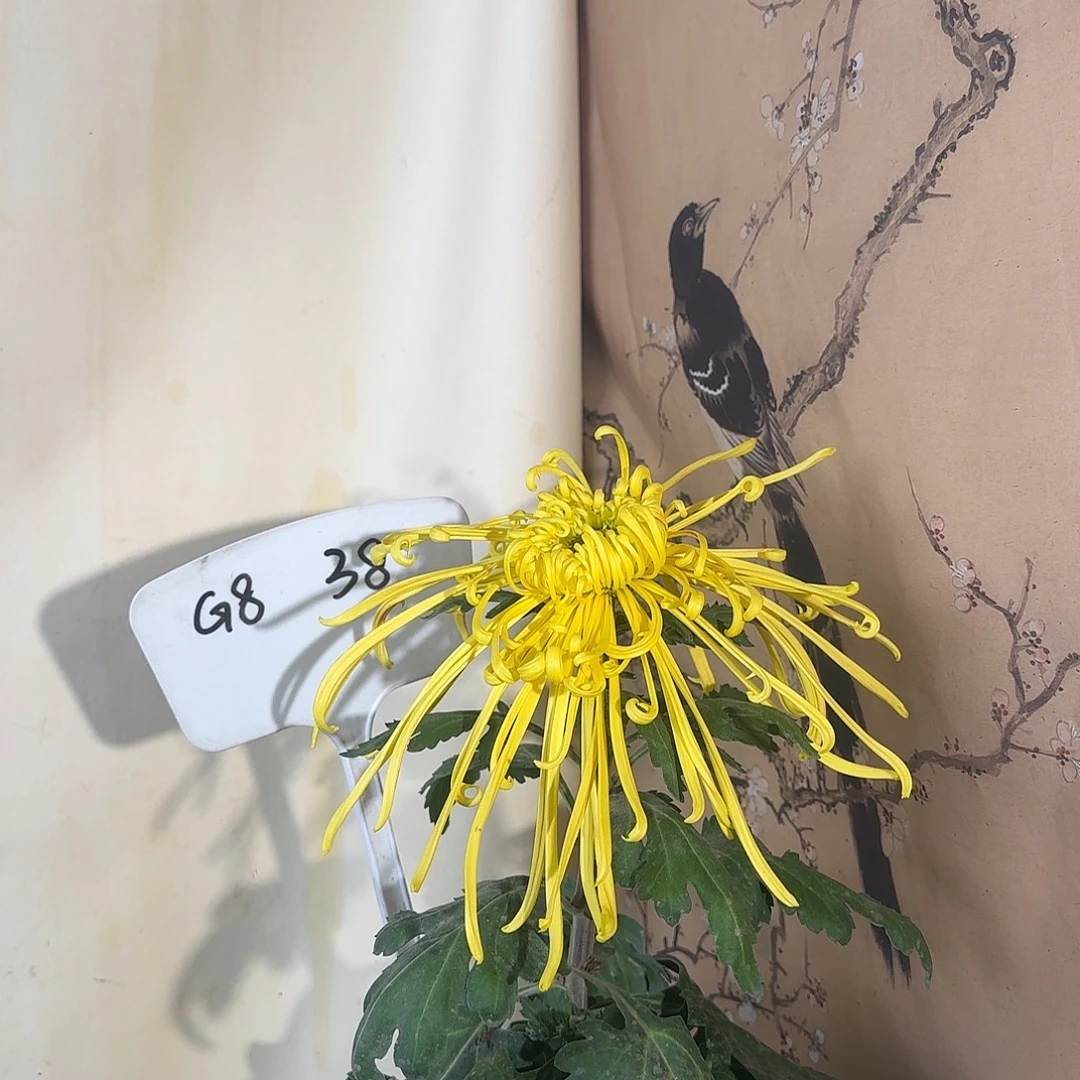 人***戏全部花朵G888888888