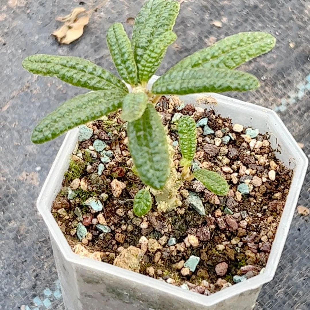 泡泡叶 琉桑麒麟多肉