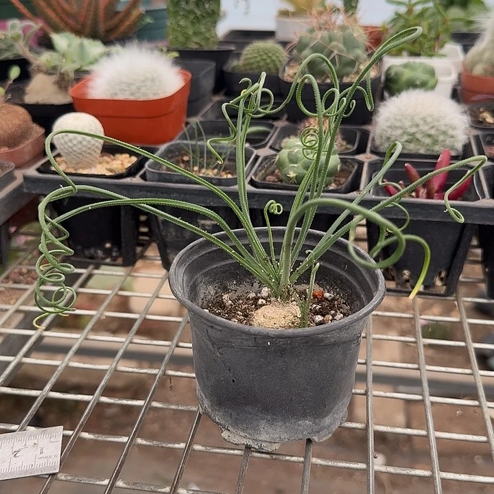 卷毛弹簧草大3仙人球