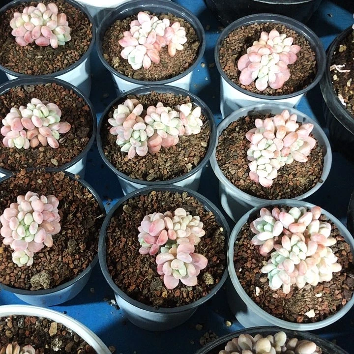 洛神缀化多肉植物