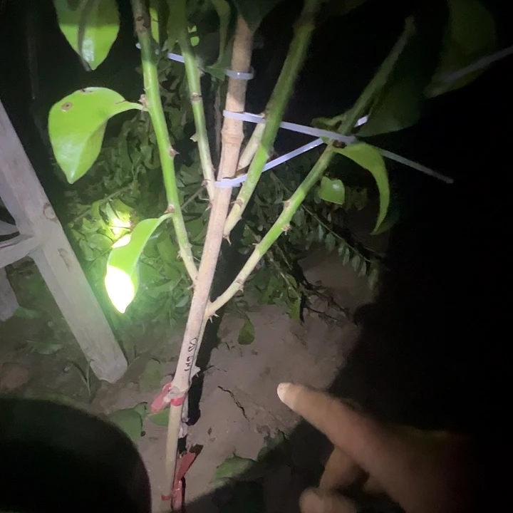 阳***光8号精品六分枝树形叶仙