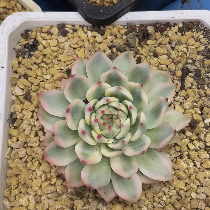 吉娃娃锦一物一拍