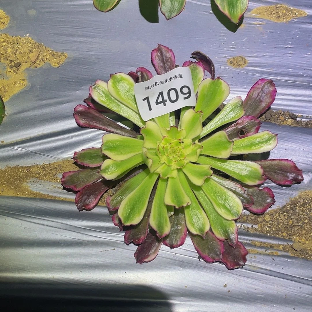 1409郎君多肉植物