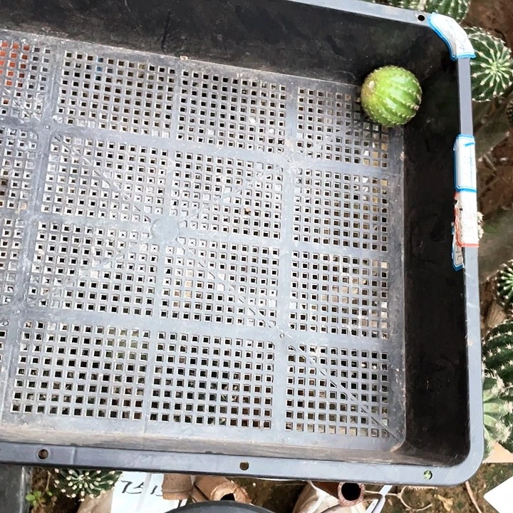 小油菜侧芽歪4公分左右