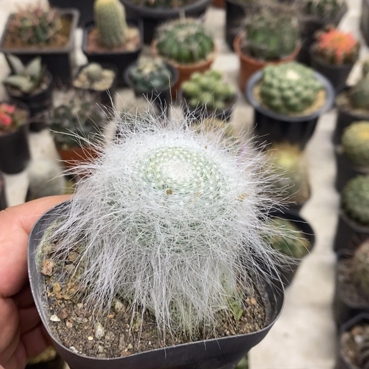 雪原玉翁特价福利