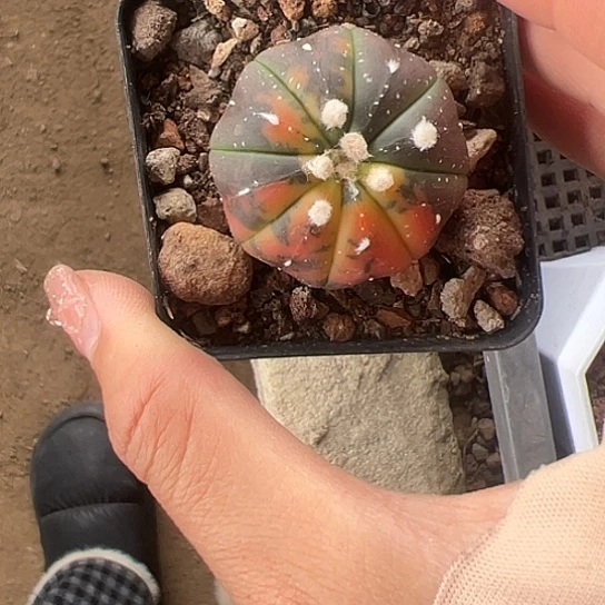 金***宴实生兜锦4678899