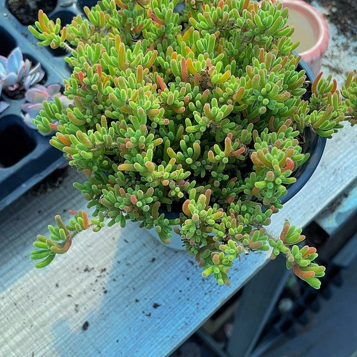 超大盆枝干带盆土发