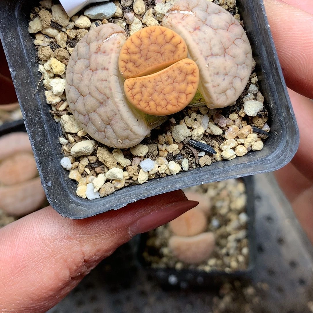 A154多肉植物保护研究所