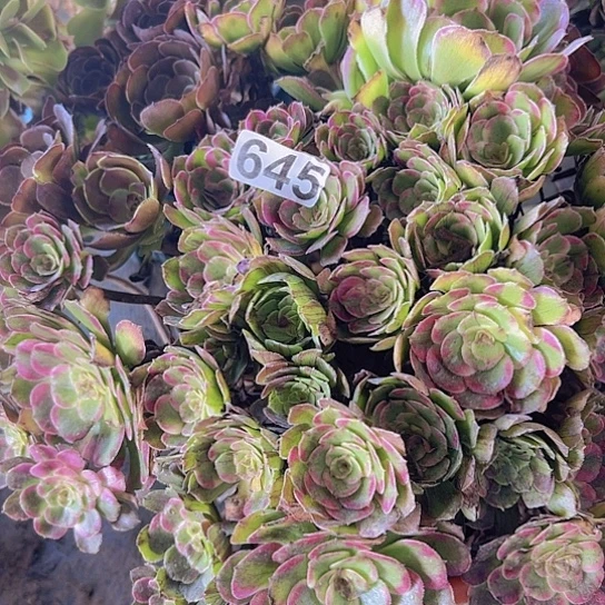 你***我多肉植物一个长娥