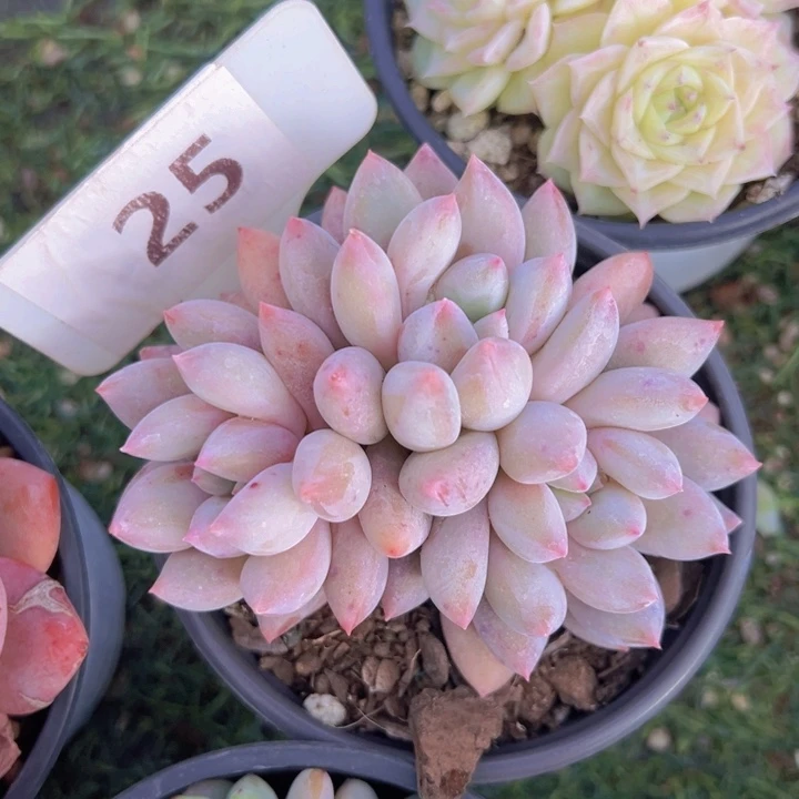 健健康康平平安安