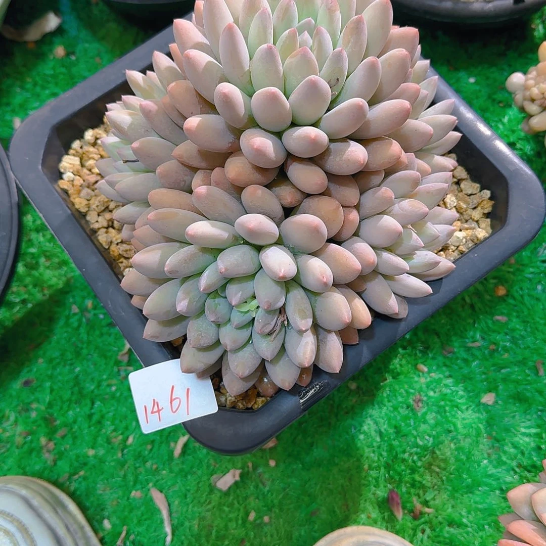 无*1461杂交多肉植物