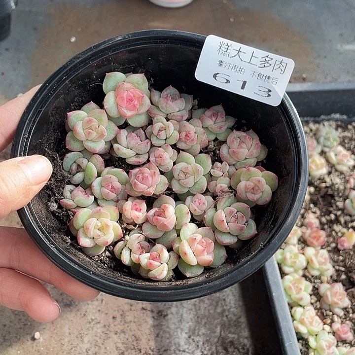 糕大上多肉植物613