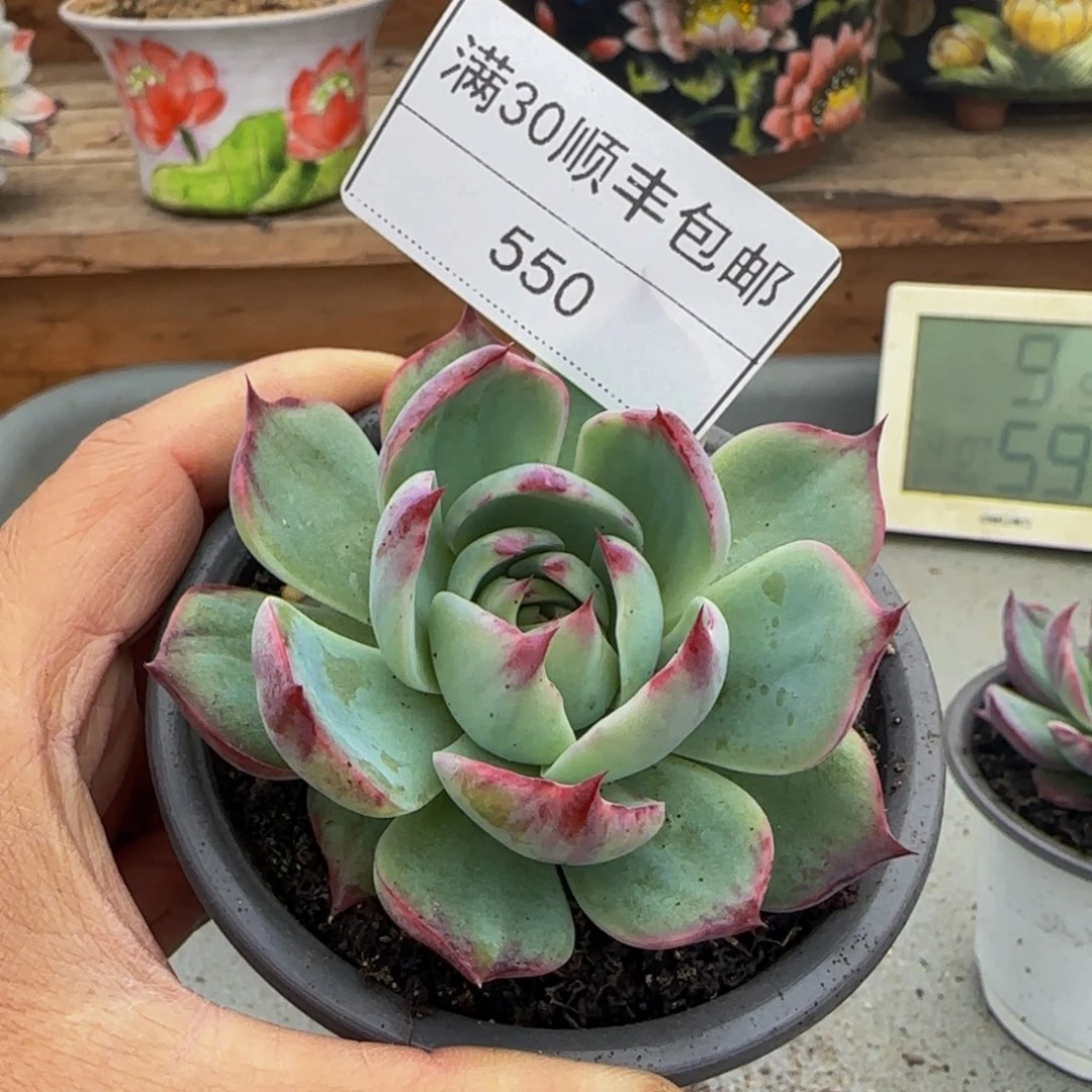 550惊鸿仙子多肉单头