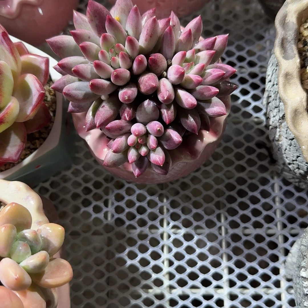 虞美人三头带盆多肉植物