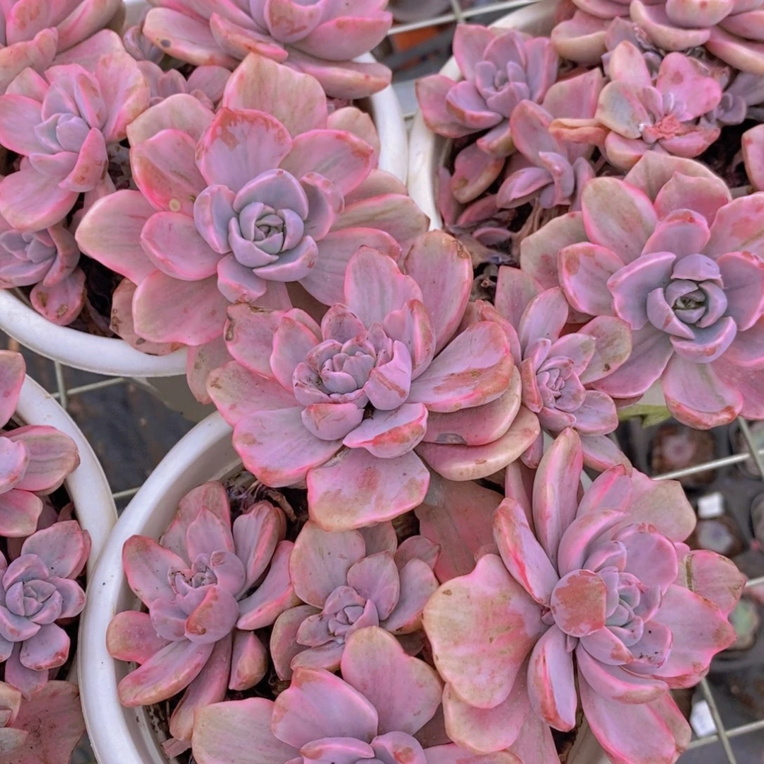 理查德夫人多头群生老桩