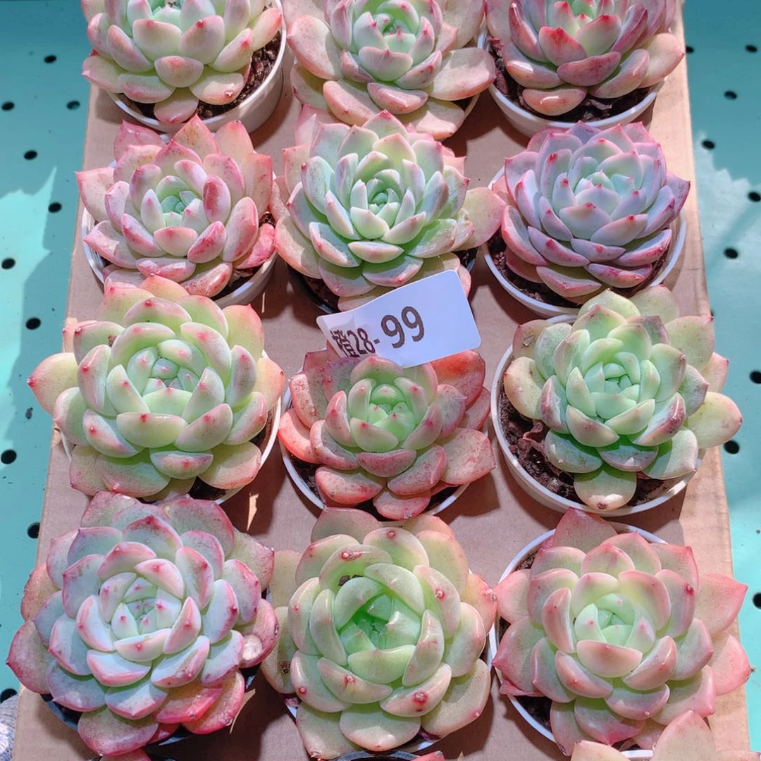 28-99一物一拍多肉带盆18颗