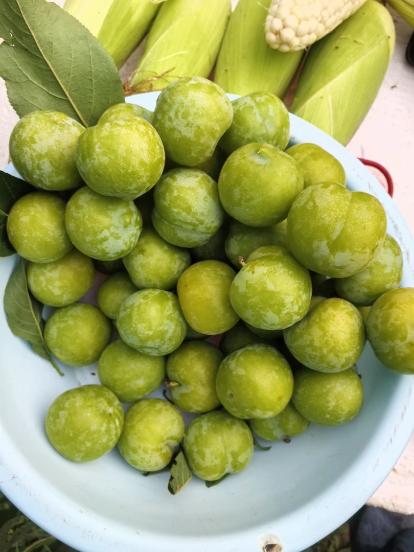 贵州大山纯天然本地李子