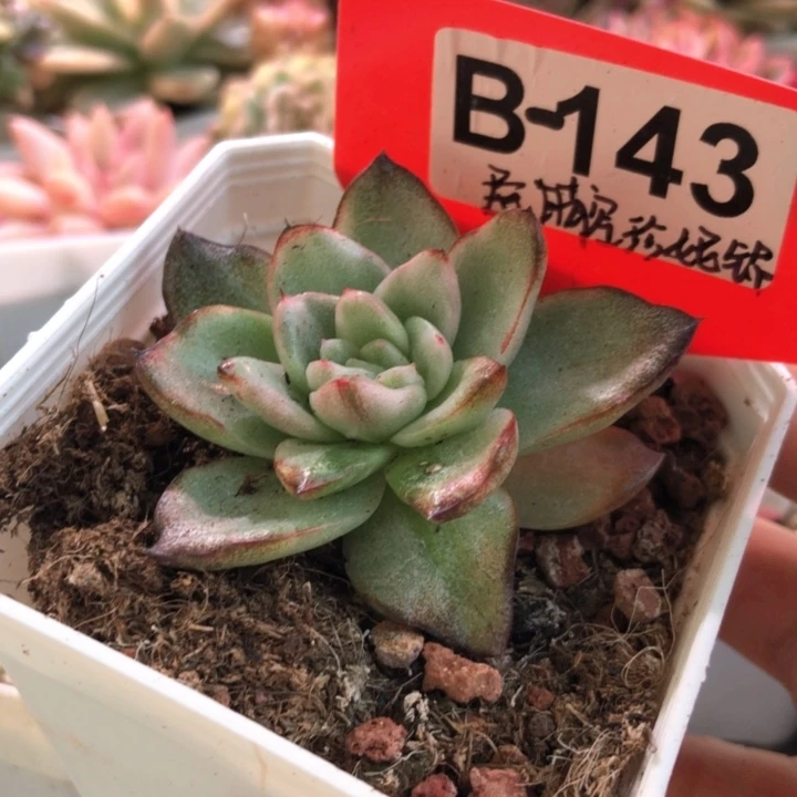 晴空珍妮锦有根有根