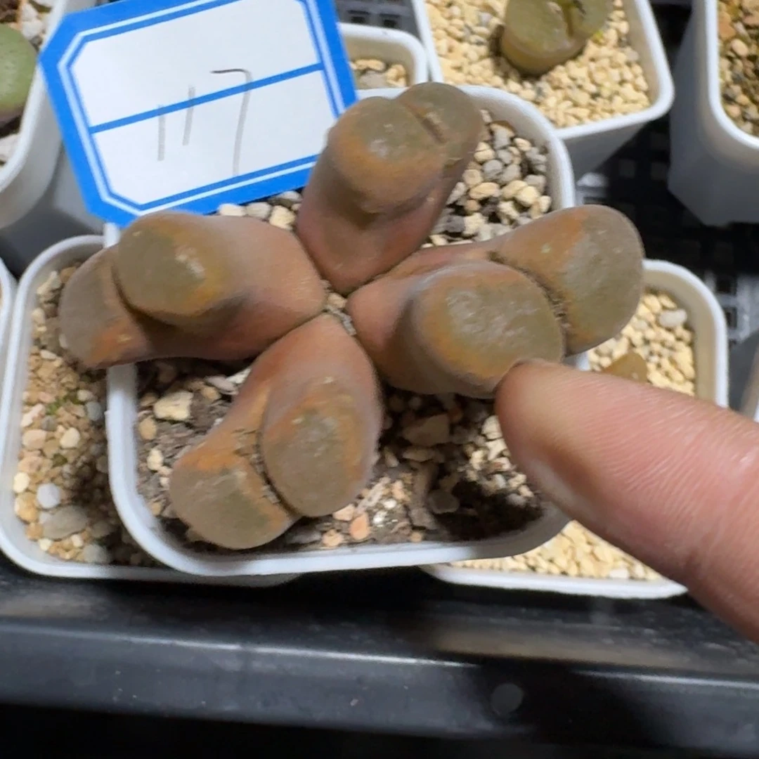 5*7117.........多肉.......