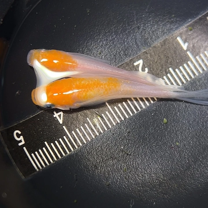 海水鱼长鳍小丁一组14