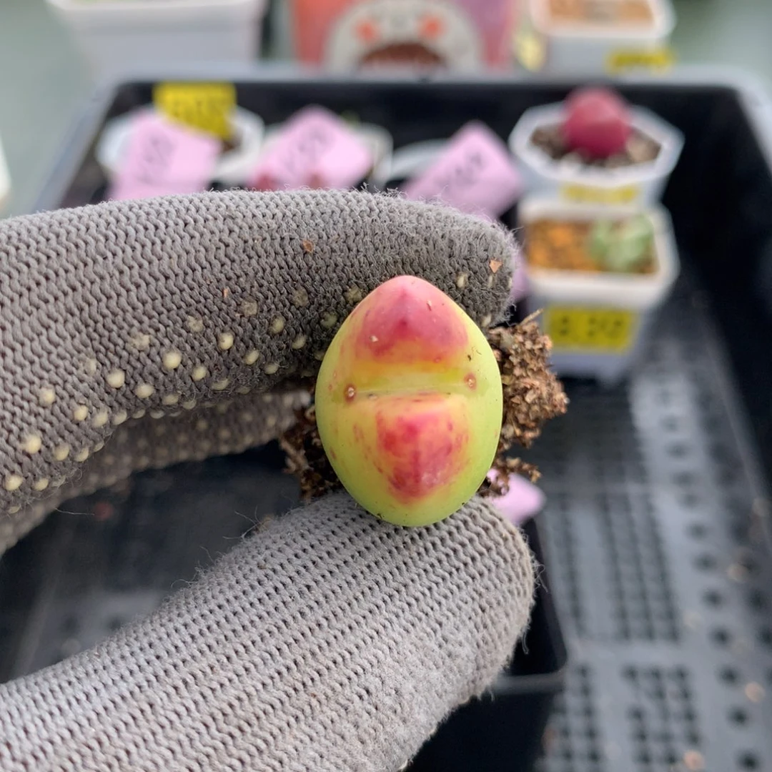 a128母本母本母本